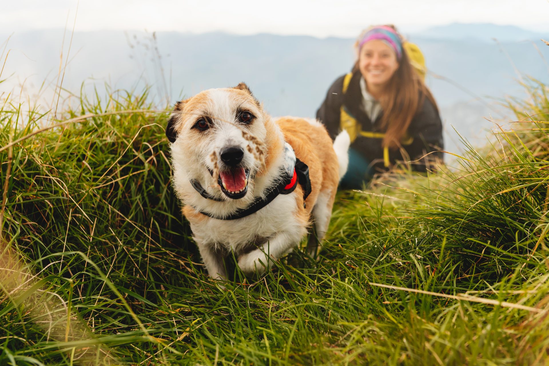 travel with pet